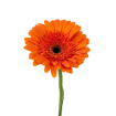 Герберы